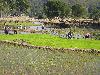 PTD paddy crop