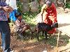animal health camps by CLW