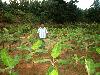 Banana Cultivation.jpg